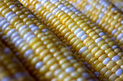 Close-up of fresh corn on the cob, showcasing alternating yellow and white kernels.