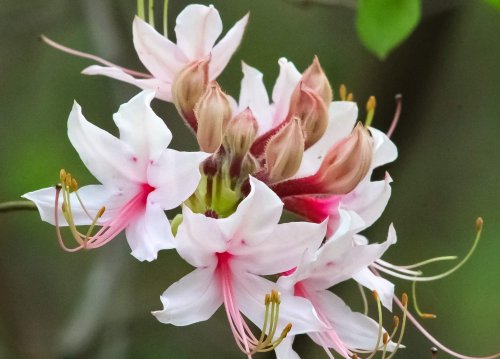 A cluster of delicate pink and white flowers with slender petals and green buds against a blurred green background.