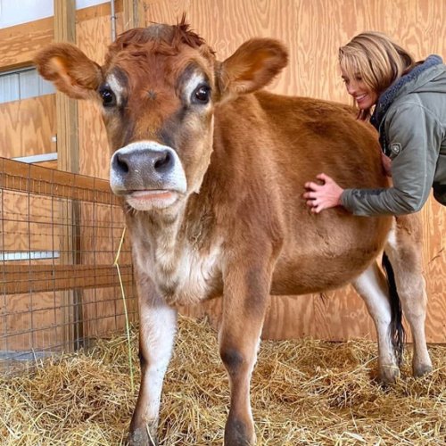 A person gently pets a brown cow in a barn, surrounded by straw and wooden walls.