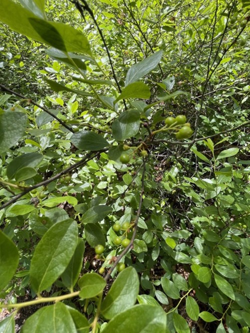 A close-up of a green plant with small buds surrounded by lush green leaves.