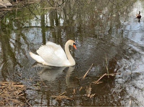 A white swan glides gracefully on a calm pond, surrounded by rippling water and scattered twigs.