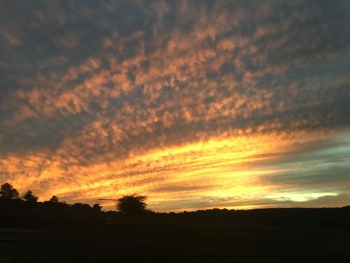 A vibrant sunset with streaks of orange and yellow clouds against a darkening sky, silhouetting trees in the foreground.