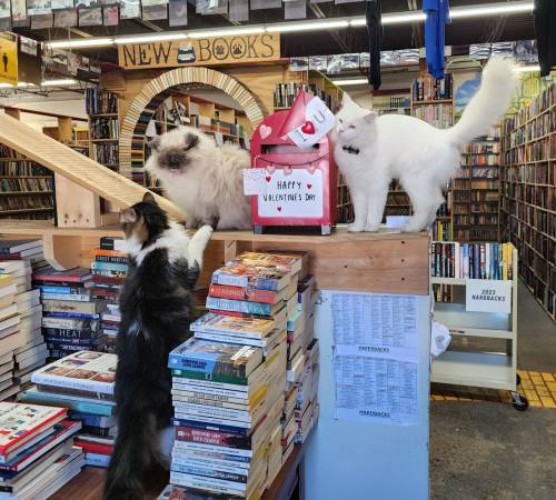 Two cats play on a bookshelf in a cozy bookstore, with a Valentine's Day decoration nearby.