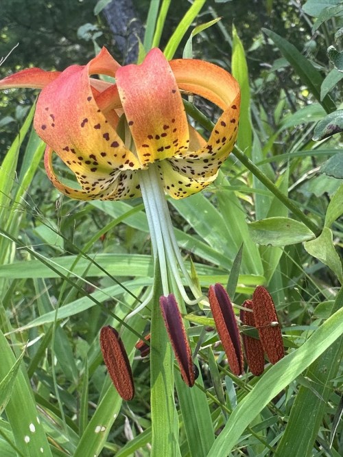 A vibrant orange and yellow flower with spotted petals, surrounded by green grass and foliage.