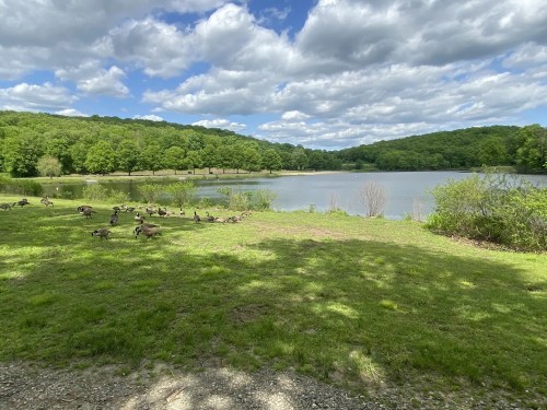 A serene lake surrounded by green trees and grass, with ducks grazing nearby under a partly cloudy sky.