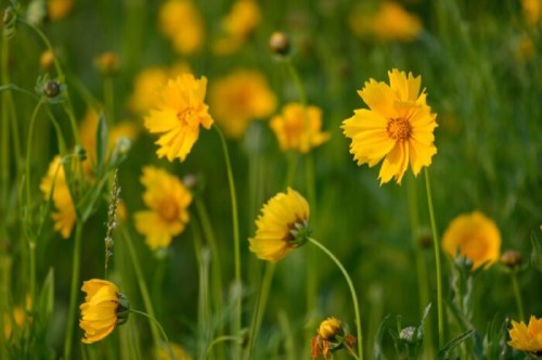 A field of vibrant yellow flowers swaying gently in the breeze against a green background.