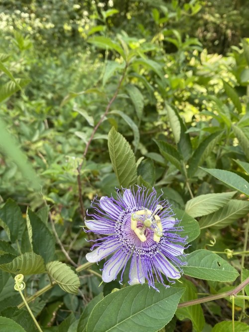 A vibrant purple passionflower blooms among lush green foliage in a natural setting.