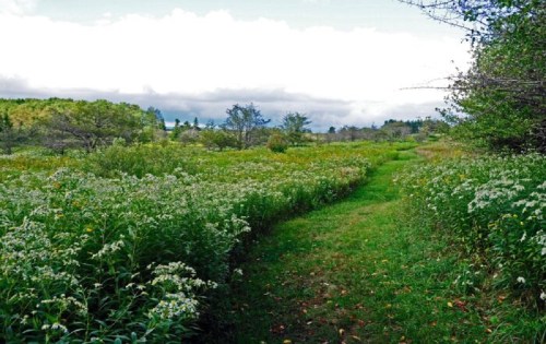 A winding path through a lush green field filled with white flowers under a cloudy sky.