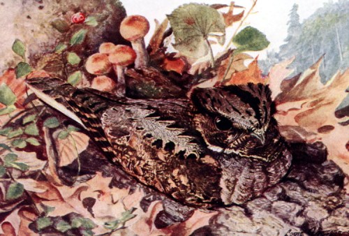 A camouflaged bird resting among autumn leaves and mushrooms in a natural setting.