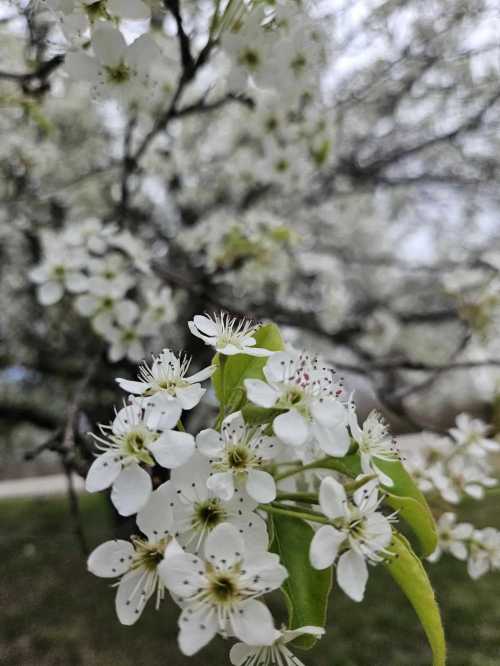 Close-up of white flowers with delicate petals and green leaves, set against a blurred background of blooming trees.