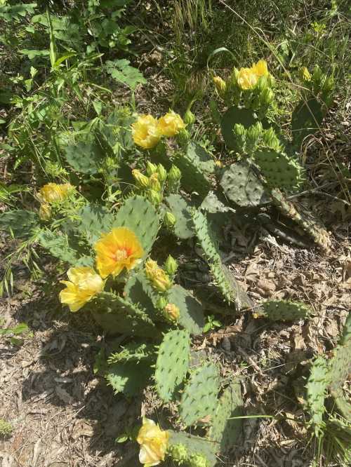 A cluster of prickly pear cacti with vibrant yellow flowers, surrounded by green foliage and dry leaves.