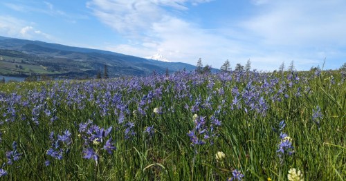 Purple wildflowers cover a hillside in the Columbia River Gorge on a sunny day.