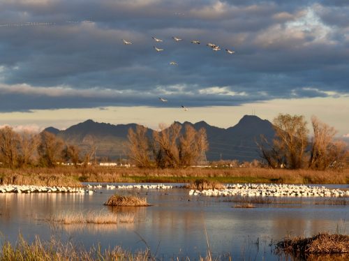A serene wetland scene with birds flying over water, mountains in the background, and trees lining the shore.
