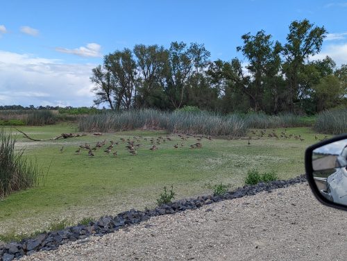A scenic view of a wetland with numerous ducks and lush greenery, seen from a gravel road.