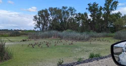 A flock of birds gathered on a grassy area near tall reeds, with trees and a blue sky in the background.