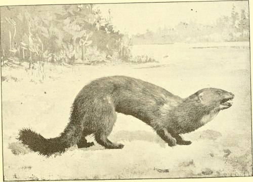 Illustration of a weasel-like animal with a long body and bushy tail, set against a natural background.