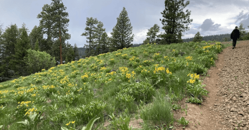 A person walks along a dirt path beside a hillside covered in yellow wildflowers and surrounded by pine trees.