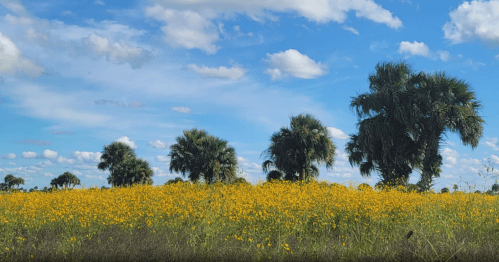 A vibrant field of yellow flowers under a blue sky with fluffy clouds and palm trees in the background.