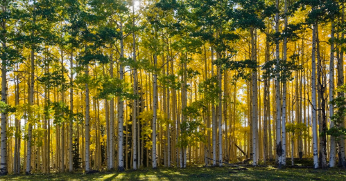A vibrant forest of tall trees with golden leaves, illuminated by sunlight filtering through the branches.