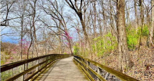 A wooden boardwalk winds through a forest with bare trees and hints of spring greenery and pink blooms.