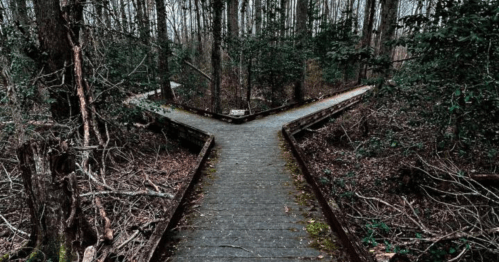 A wooden path splits into two directions in a dense, wooded area, surrounded by trees and underbrush.