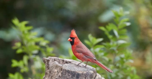 A vibrant red cardinal perched on a wooden stump, surrounded by green foliage.