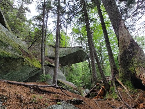 A rocky outcrop surrounded by tall trees and lush greenery in a forested area.