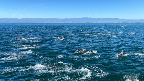 A pod of dolphins swimming in a vibrant blue ocean under a clear sky with distant mountains in the background.