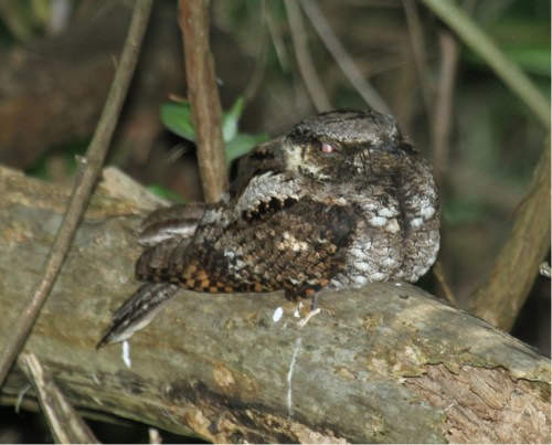 A camouflaged owl resting on a branch, blending into its surroundings in a dense forest.