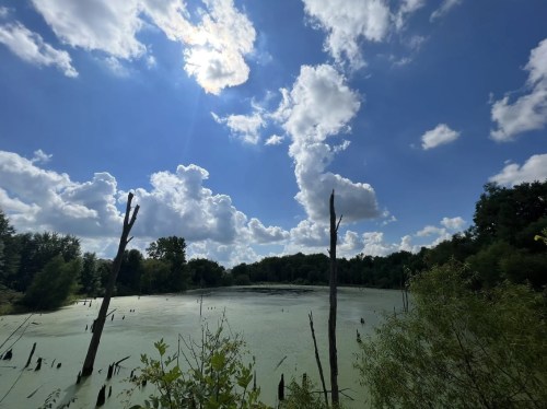 A serene pond surrounded by trees, with tall, bare stumps and a bright blue sky dotted with fluffy clouds.