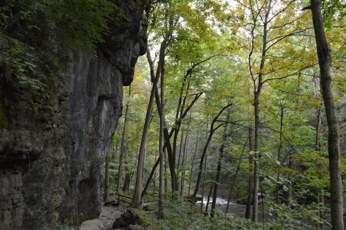 A serene forest scene with tall trees, a rocky cliff, and a flowing stream in the background.