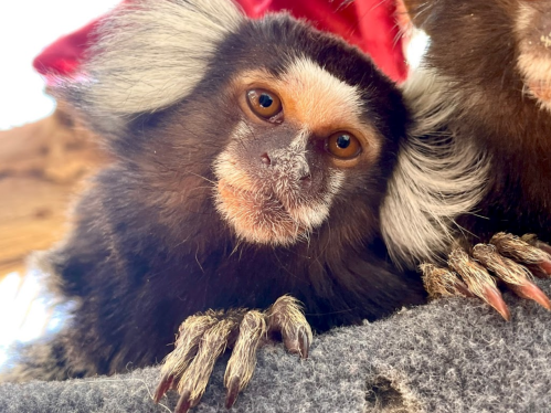A close-up of a marmoset wearing a red hat, with expressive eyes and fluffy fur, resting on a soft surface.