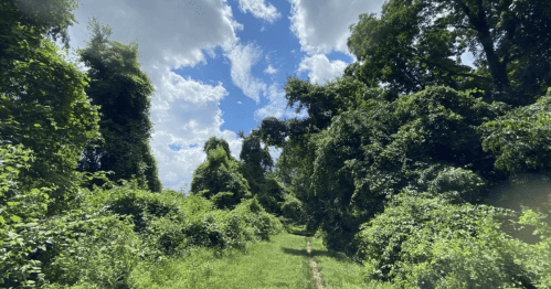 Lush green path surrounded by dense foliage under a bright blue sky with fluffy clouds.