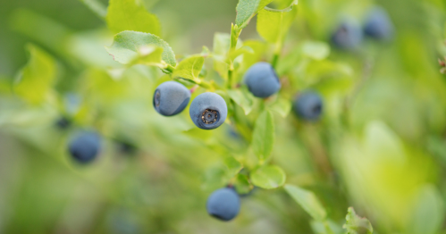 Close-up of ripe blueberries on a bush, surrounded by green leaves.