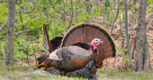 A pair of wild turkeys displaying their feathers in a forested area with greenery in the background.