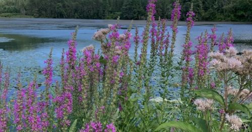 Vibrant purple flowers by a serene lake, surrounded by lush greenery and calm water reflecting the landscape.
