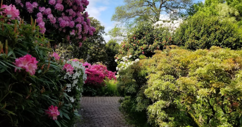 A vibrant garden path surrounded by blooming flowers and lush greenery under a clear blue sky.