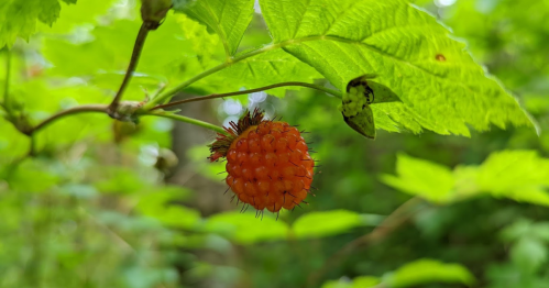 A close-up of a ripe orange raspberry hanging from a green leafed branch in a natural setting.