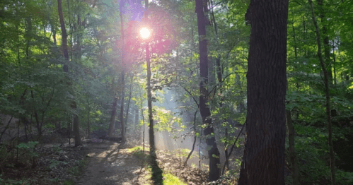 Sunlight filters through trees in a lush green forest, casting a warm glow and creating a serene atmosphere.