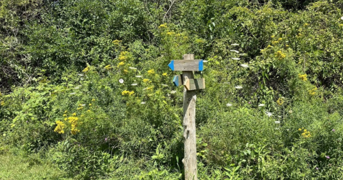 A wooden signpost with blue arrows, surrounded by lush green foliage and wildflowers.
