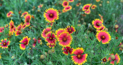 A vibrant field of pink and yellow flowers surrounded by lush green foliage.