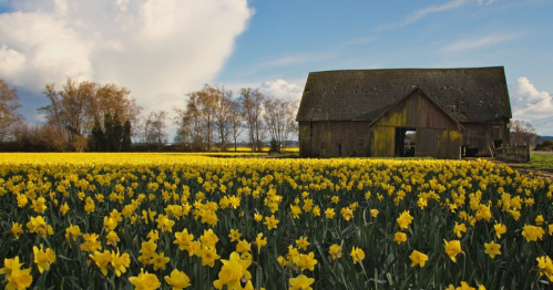 A field of vibrant yellow daffodils in front of a rustic barn under a blue sky with fluffy clouds.