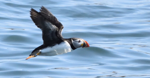A puffin flying low over calm blue water, wings outstretched and colorful beak visible.