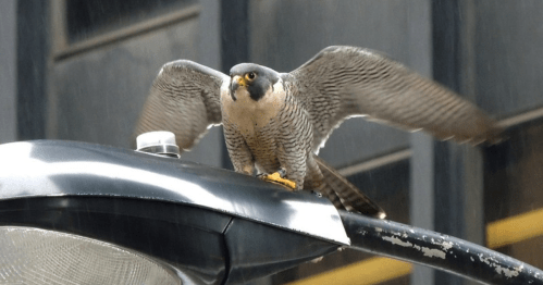 A peregrine falcon perched on a streetlight, wings partially spread, ready to take flight.