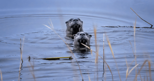 Two otters swim in calm water, their heads above the surface, surrounded by tall grasses.