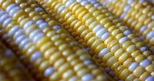 Close-up of fresh corn on the cob, showcasing yellow and white kernels with a glistening texture.