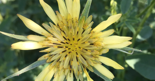 Close-up of a yellow flower with numerous petals, surrounded by green leaves in a natural setting.