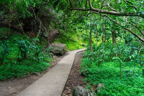 A winding concrete path through a lush green forest, surrounded by dense foliage and large rocks.