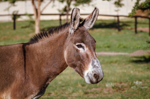 A close-up of a donkey's head, showcasing its ears and facial features against a green background.