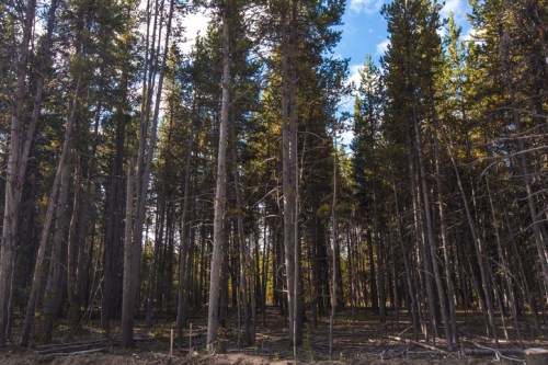 A dense forest with tall trees under a blue sky, showcasing a mix of sunlight and shadows on the ground.